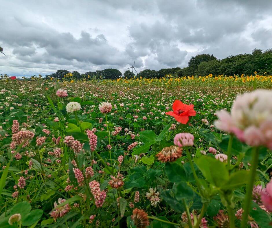 Wildflowers at CWM Nantycaws with wind turbine on the horizon