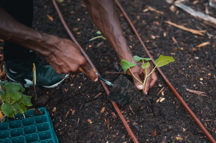 Hand holding shovel inserting sapling into compost earth