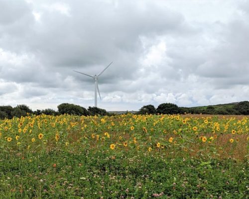 Wind turbine in the background and sunflower meadow in the foreground