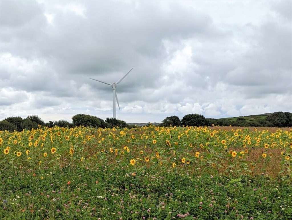 Wind turbine in the background and sunflower meadow in the foreground